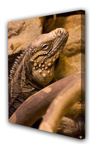 Vinilo Decorativo 20x30cm Iguana Reptil Lagartija Fauna M1
