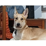 Ovejero Criollo Fiel Sin Raza Mediano Adoptar Cachorro