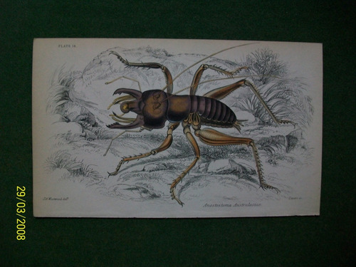 Insectos  Anostostoma  Grabado Coloreado A Mano De 1833