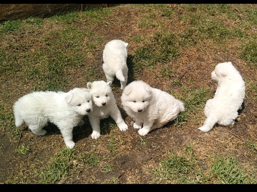 Hermosos Samoyedo