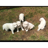 Hermosos Samoyedo