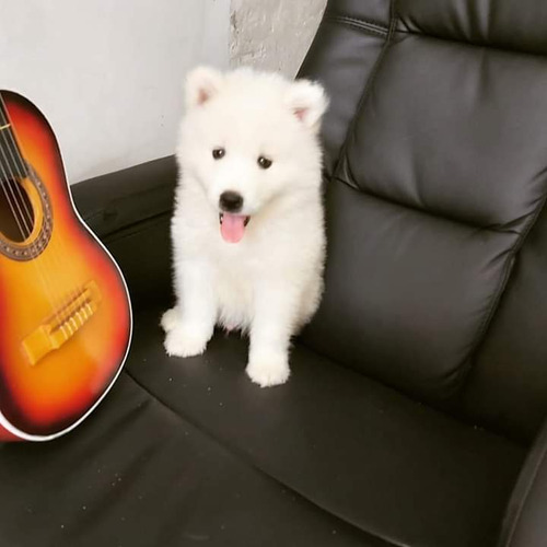 Cachorros Samoyedo Excelentes