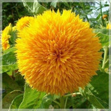 Semillas Girasol Sun Gold Amarillo.