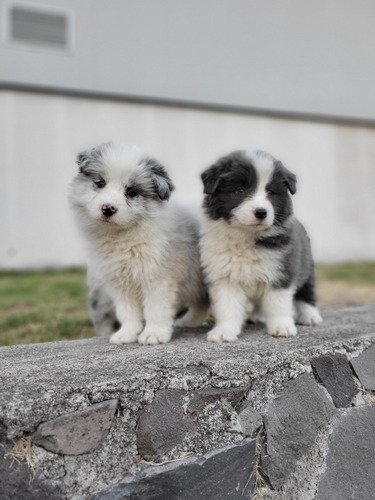 Border Collie Cachorros