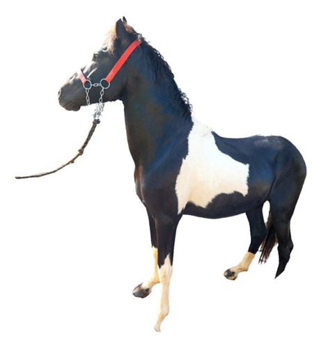 Cavalo Pampa De Preto Manga Larga Marchador 1,43m De Cernelh