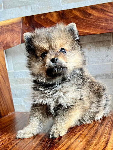 Pomerania Mini Macho 