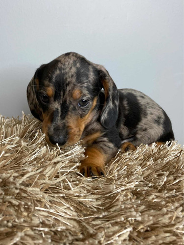 Cachorros Salchi Arlequín (dachshund, Teckel)