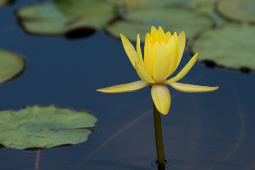 Planta De Nenúfar Amarillo Mexicano