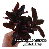 Hemigraphis Colorata Rubrastiles Planta Terrario Paludario