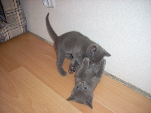 Gatos Russo Azul Russian Blue Filhotes Gatinho Lindos