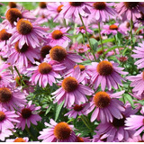 Semillas De Echinacea / Equinacea Purpurea Angustifolia  