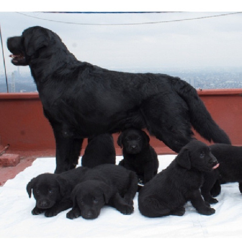 Labrador Súper Cachorros De La Mejor Línea Inglesa!!!