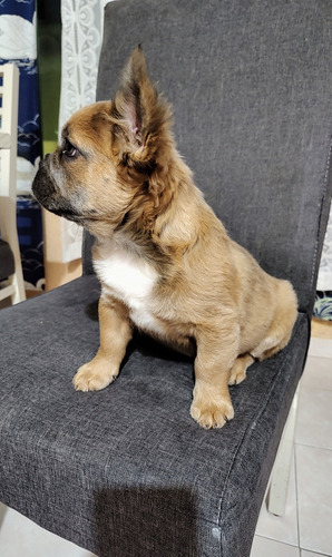 Bulldog Francés Exótico Fluffy Blue Fawn 