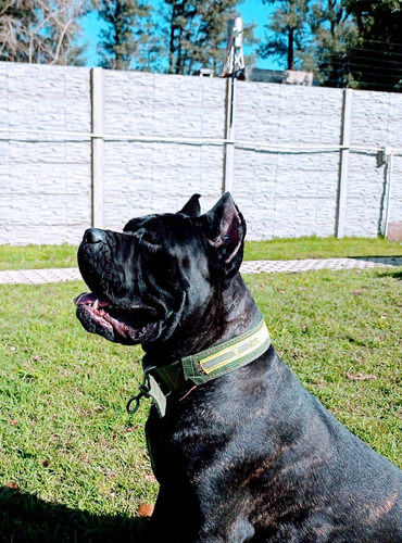 Cane Corso 