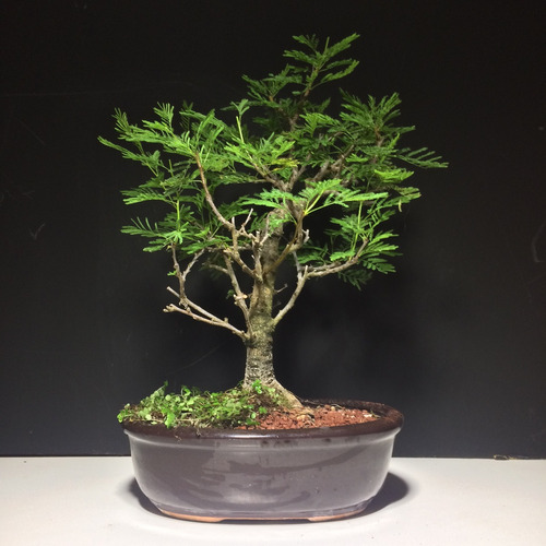 Arteenbonsai Malphigia Enebro Juniperus Jacaranda Osteomles