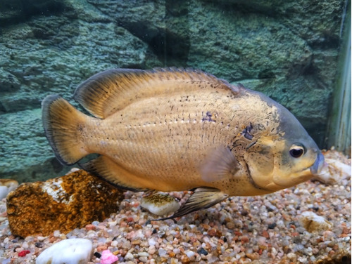 Astronotus Cobre 22cm 