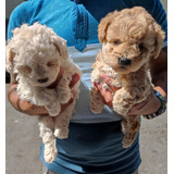 Cachorros French Poodle Tacita