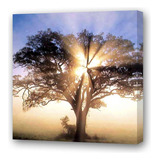 Cuadro 20x20cm Arbol De La Vida Foto Con Sol Atravesando