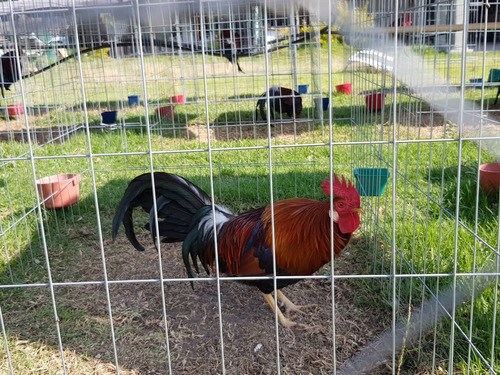 Rascaderos Para Gallos 1x1 C 12/12 Tupidos Paquete 4pz