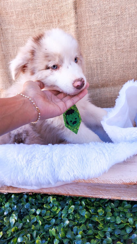 Border Collie Femea Blue Merle Alto Padrão Lindíssima 