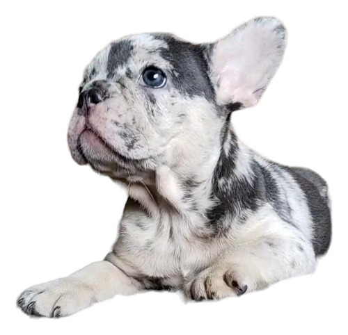 Hembra Bulldog Francés Blue Merle Soñada