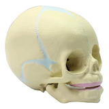 N Humano Cabeza Bebé Anatomía Cráneo