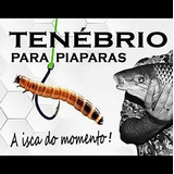 1.000 Tenebrio Gigantes Melhor Isca Para Pescaria 