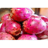 20 Semillas De Tuna Roja,  Opuntia Ficus Indica Nopal Sdqro2