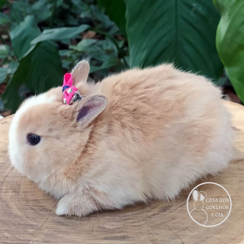 Filhote De Netherland Dwarf - Fêmea