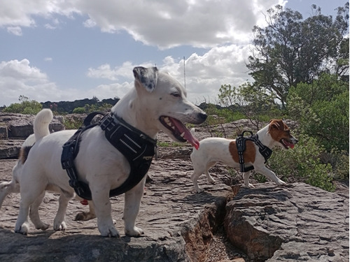 Jack Russel Terrier 