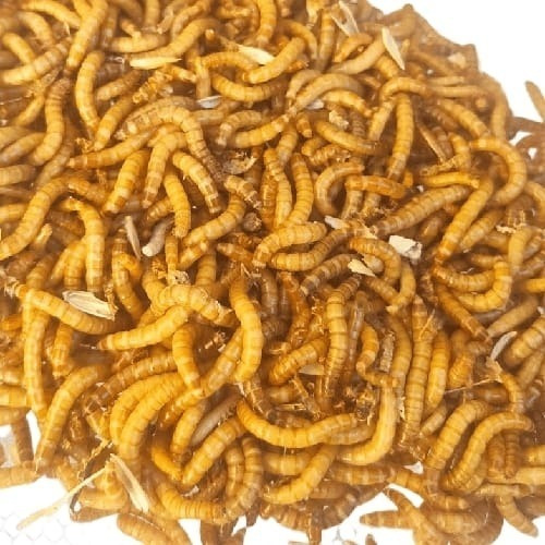 Tenebrios Molitor (400 Larvas Vivas)