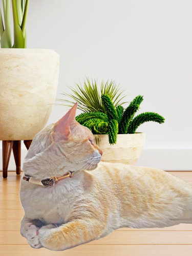 Collar Para Gato O Perro Pequeño Brillante - Petsmasters
