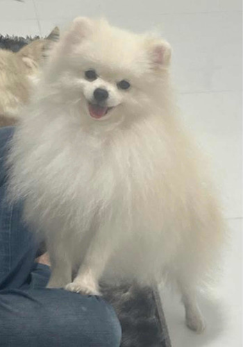 Lulu Dá Pomerânia Ou Spitz Alemão !