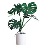 Planta Monstera Deliciosa Costilla De Adán Envíos Caba Y Alr