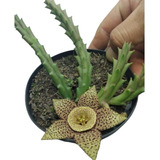 Orbea Stapelia Variegata Flor Tigre Suculenta Top De Linha  