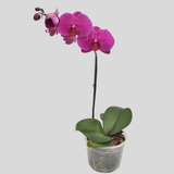 Orquídea Phalaenopsis Planta De Interior