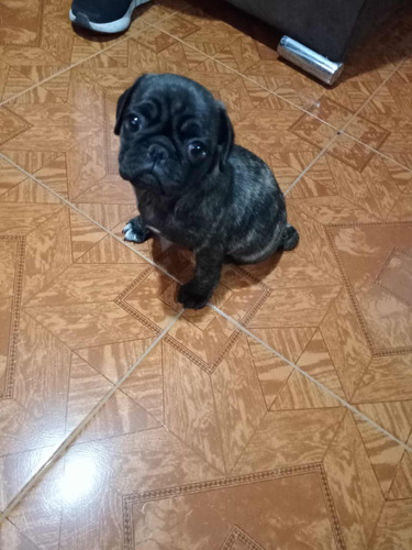 Cachorro Pug