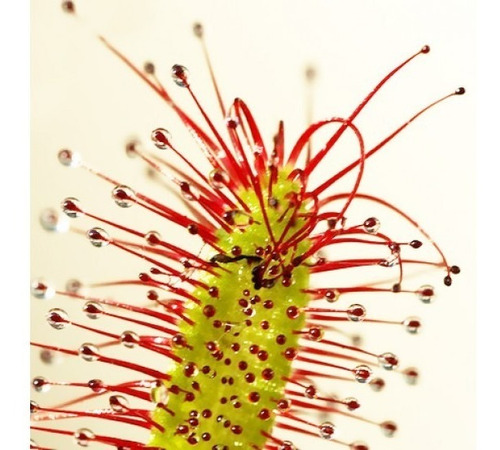 Semillas De Planta Carnívora Drosera Capensis Mix Surtidas