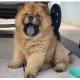 Chow Chow Cachorros Divinoss