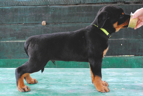 Señorial Rottweiler Super Pedigri Chip Garantía 5