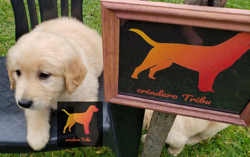 Criadero Tribu - Hermosos Bebes Golden Retriever