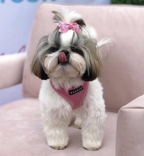 Perfeitos Filhotes De Shih Tzu Os Mais Amados