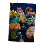 3d Rose Salt Water Aquarium-vitu Levu-fiji-oc01 Dpb0398-doug