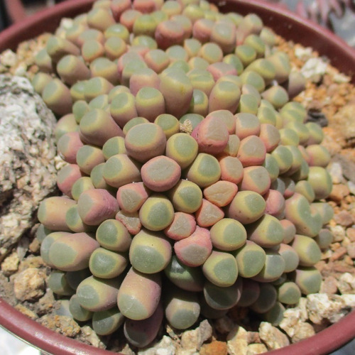 50 Semillas Fenestraria Rhopalophylla (suculentas/cactus)