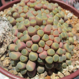 100 Semillas Fenestraria Rhopalophylla (suculentas/cactus)