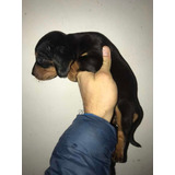 Cachorro Dachshund Hembra Negra Y Fuego Macho Arlequínmarron