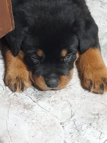 Cachorros Rottweiler 