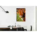 Vinilo Decorativo 40x60cm Vaca Animales Campo Pasto M6