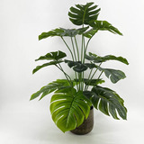 Mata Philodendron 60 Cm X18 Hojas Verde