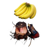 3 Mudas De Banana Nanica (rizomas)